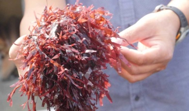 Red Dulse